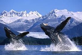VIAJE CANADA ESPECIAL CON BALLENAS