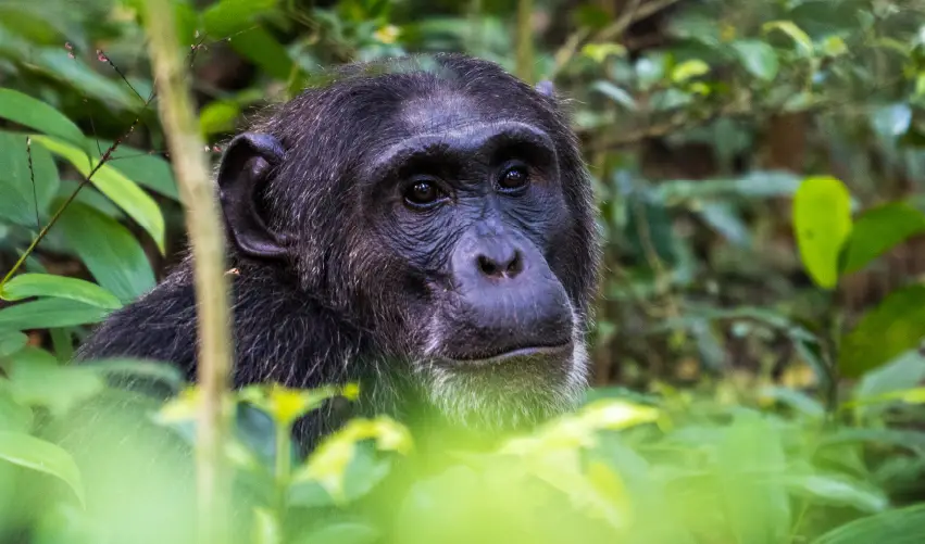 VIAJE VIAJE AFRICA UGANDA KAMPALA KIBALE TVG 4758