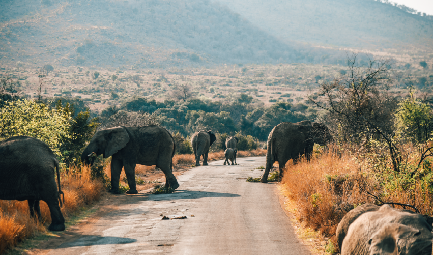VIAJE VIAJE AFRICA SUDAFRICA PRETORIA PILANESBERG CIUDAD CABO TVG 4772
