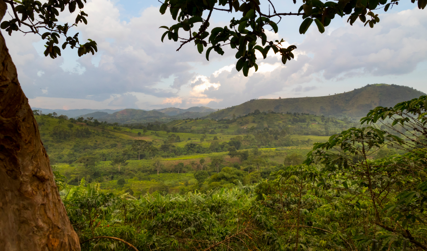 VIAJE VIAJE AFRICA UGANDA ENTEBBE BWINDI NORTE SUR TVG 4797