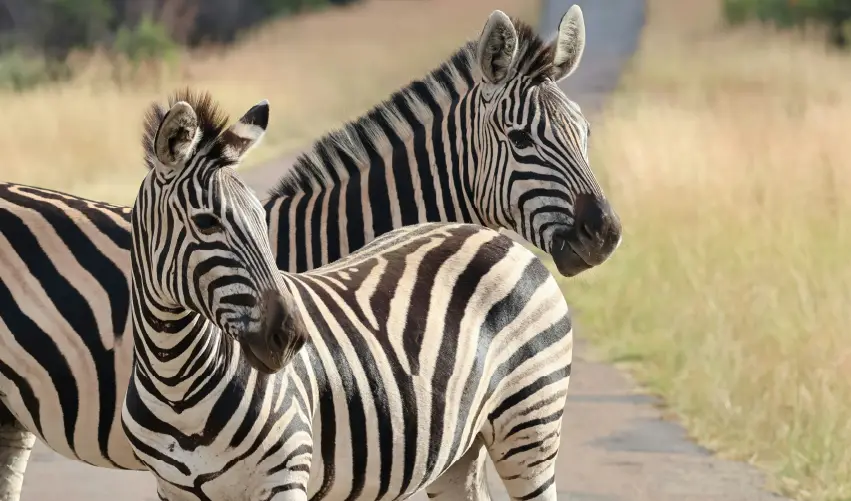 VIAJE VIAJE AFRICA SUDAFRICA JOHANNESBURGO PRETORIA KRUGER CIUDAD CABO TVG 4904