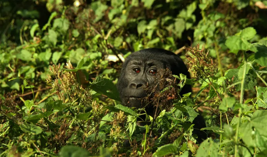 VIAJE GRANDES LAGOS Y SAFARI DE GORILAS EN UGANDA EXPRESS