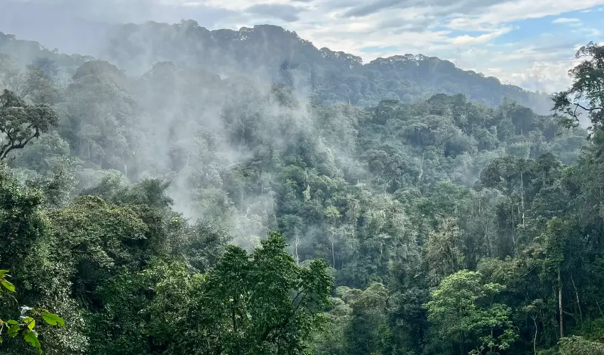 VIAJE SAFARI EN LA SELVA RUANDESA