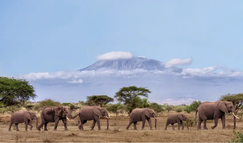 VIAJE VIAJE AFRICA AMBOSELI NAKURU MAASAI MARA KENIA TVG 4952