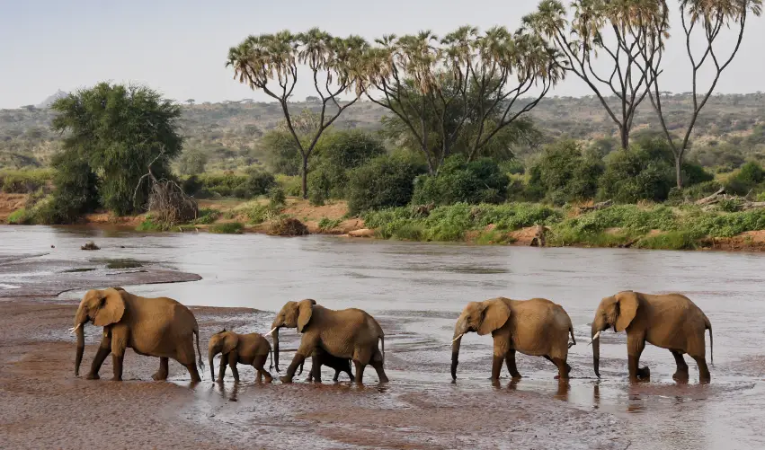VIAJE VIAJE AFRICA SHABA ABERDARE NAKURU MAASAI MARA TVG 4955
