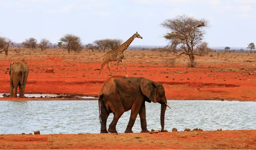 VIAJE VIAJE AFRICA KENIA MAASAI MARA NAIVASHA AMBOSELI TVG 4958