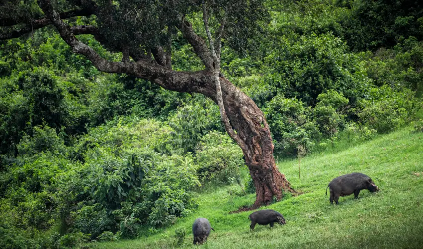 VIAJE VIAJE AFRICA SHABA ABERDARE NAKURU NAIROBI AMBOSELI TVG 4959