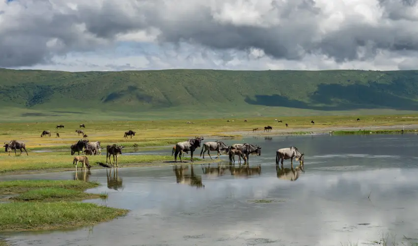 VIAJE VIAJE AFRICA SAFARI TANZANIA TVG 4965