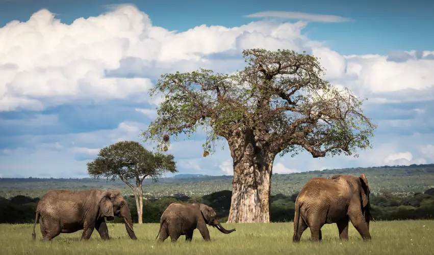 VIAJE VIAJE AFRICA TANZANIA TARANGIRE KARATU SERENGUETI TVG 4974