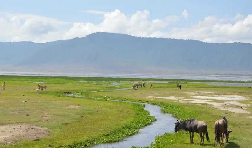 VIAJE VIAJE AFRICA TANZANIA ARUSHA TARANGIRE SERENGUETI KARATU TVG 5001