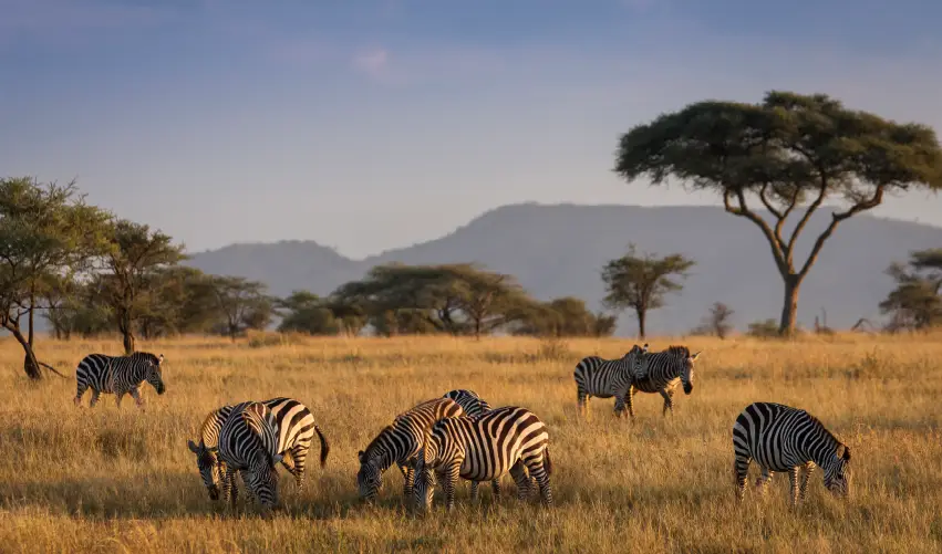 VIAJE VIAJE AFRICA TANZANIA ARUSHA MANYARA SERENGUETI KARATU TVG 5002