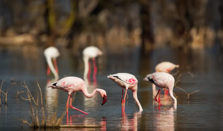 VIAJE VIAJE AFRICA KENIA AMBOSELI NAKURU MAASAI MARA TVG 5007