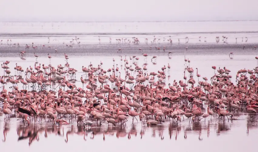 VIAJE VIAJE AFRICA KENIA AMBOSELI TANZANIA MANYARA SERENGUETI TVG 5015