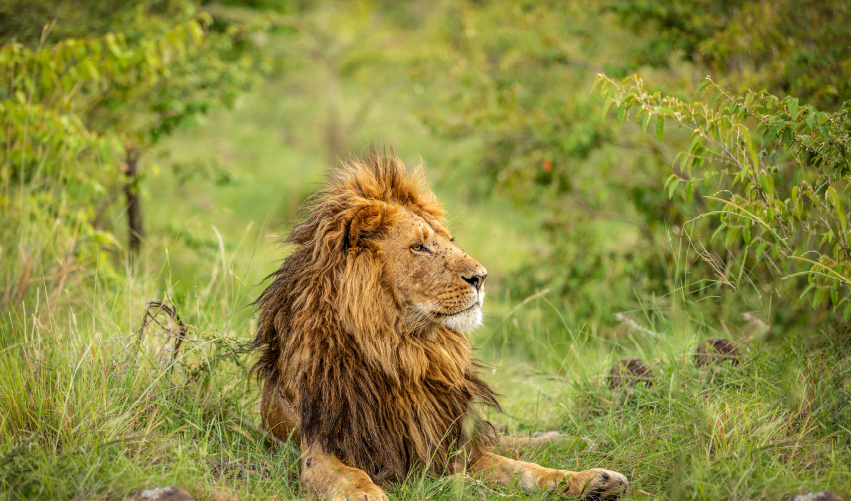 VIAJE VIAJE AFRICA KENIA ABERDARE NAKURU MAASAI MARA NAIROBI TVG 5025