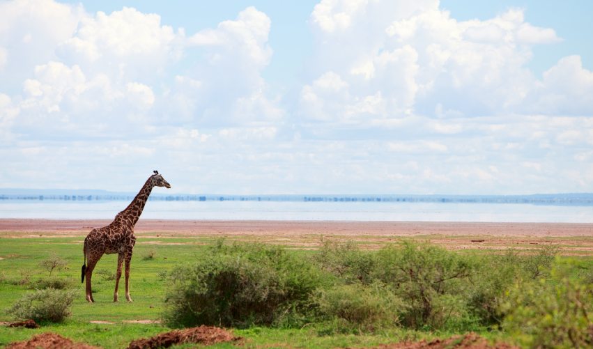 VIAJE VIAJE AFRICA TANZANIA ARUSHA NGORONGORO KENIA AMBOSELI TVG 5030