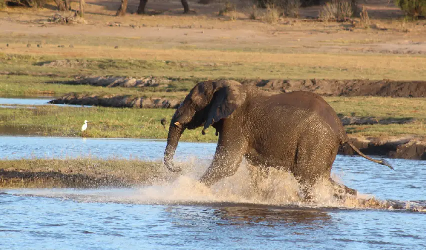 VIAJE VIAJE AFRICA ZIMBABUE VICTORIA FALLS TVG 5038