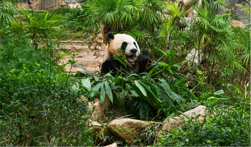 VIAJE CHINA XIAN CHENGDU GUILIN TVG 5043