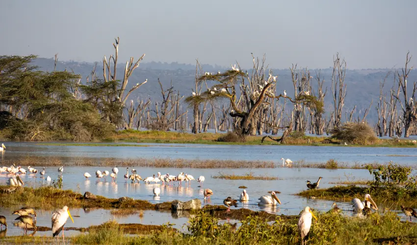 VIAJE VIAJE AFRICA KENIA SHABA ABERDARE NAKURU NAIROBI MAASAI MARA TVG 5045