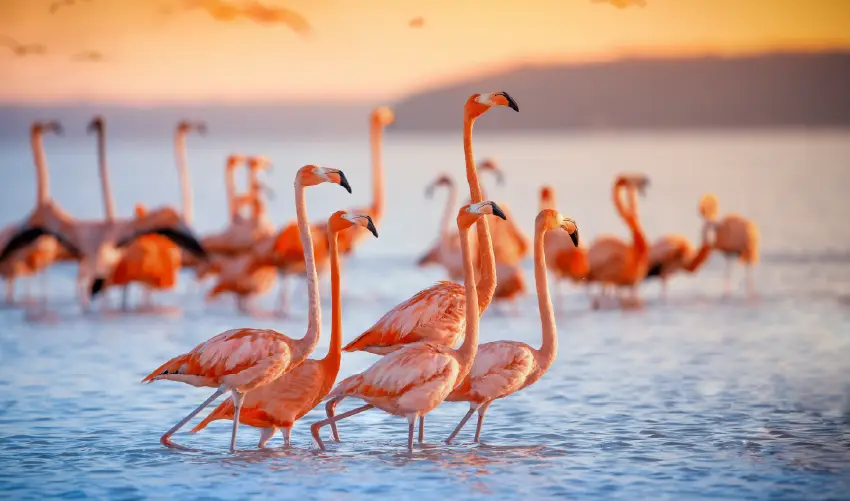 VIAJE VIAJE AFRICA KENIA SHABA ABERDARE NAKURU MAASAI MARA NAIROBI AMBOSELI TVG 5046