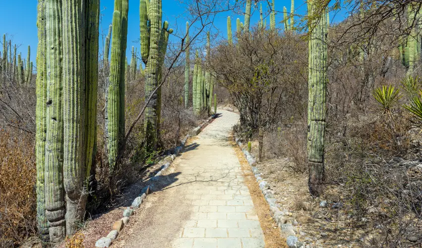 VIAJE VIAJE TEHUACAN PUEBLA MEXICO TVG 5163