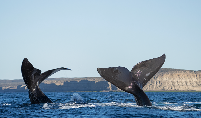 VIAJE VIAJE SUDAMERICA PUERTO MADRYN ARGENTINA TVG 5207