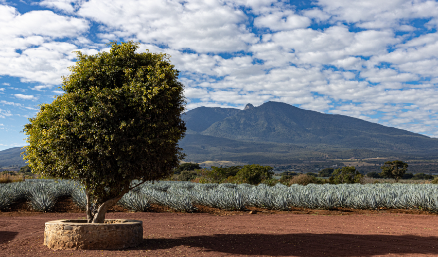 VIAJE VIAJE GUADLAJARA TEQUILA JALISCO MEXICO TVG 5231