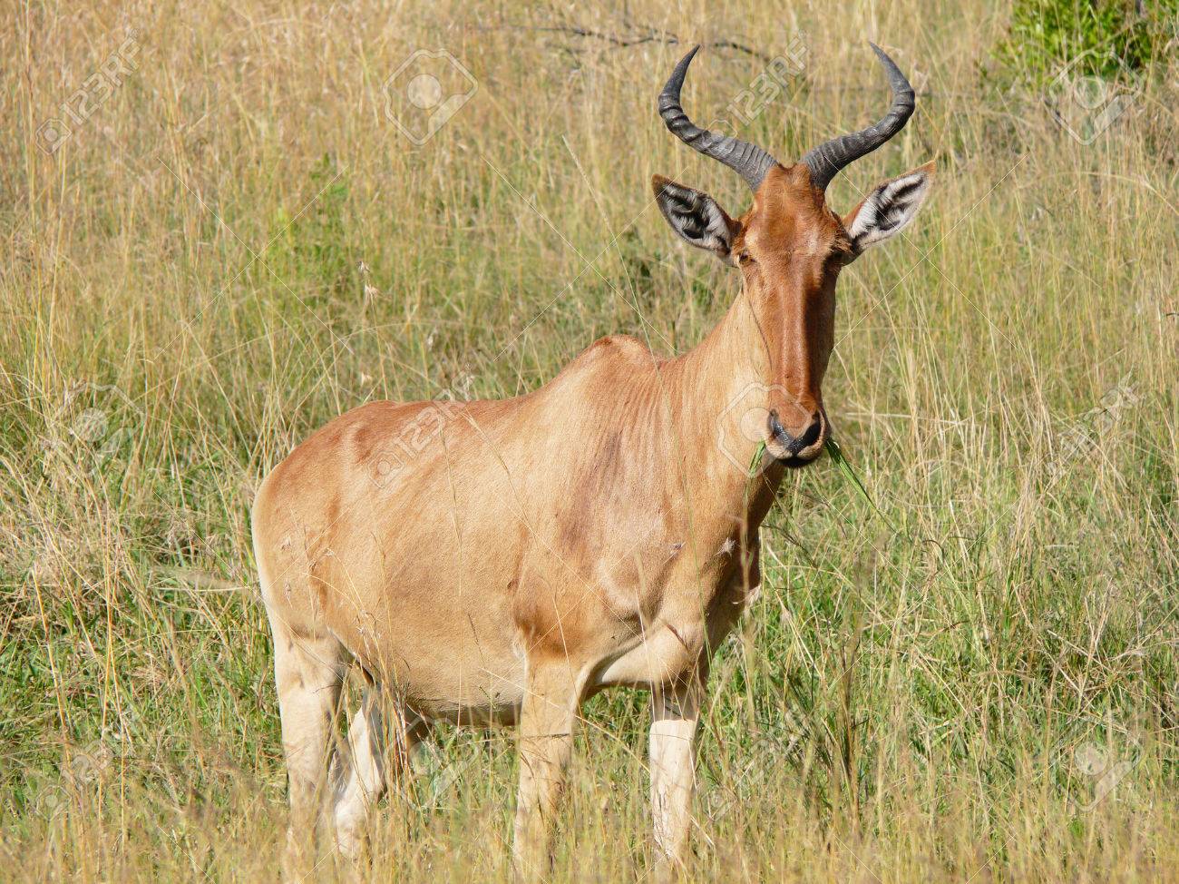 Viaje safari kongoni classic 