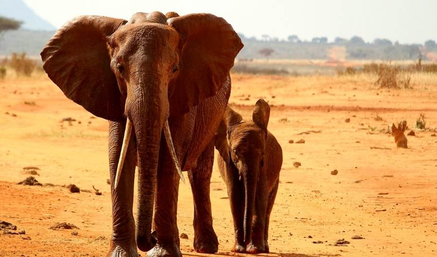 Viaje LO MEJOR DE ÁFRICA