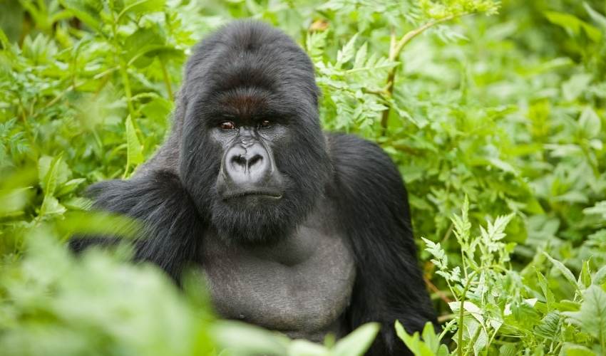 Viaje GORILAS EN UGANDA 
