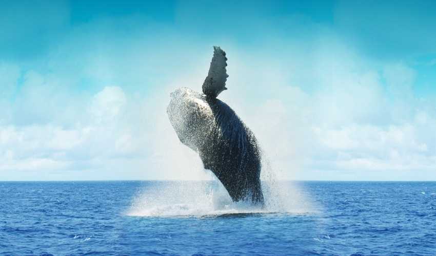 Viaje promo los cabos 