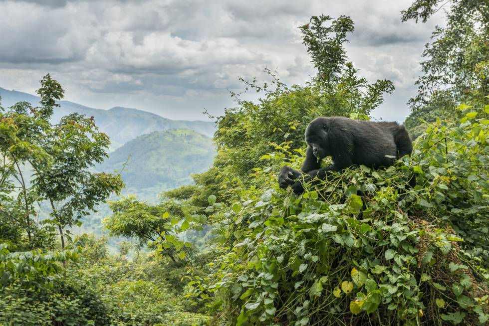 Viaje gorilas y chimpances en uganda 