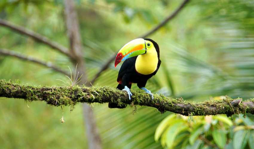 Viaje costa rica exotica  