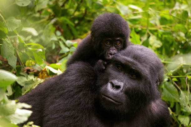 Viaje kenya y uganda esencial 