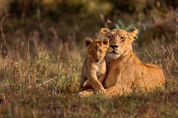 Viaje todo kenya 