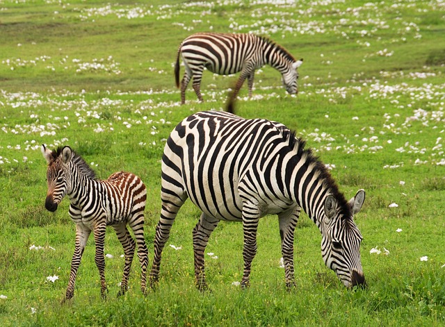 Viaje recuerdos de kenya 