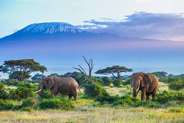 Viaje kenya, safari simba 