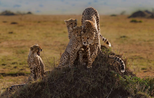 Viaje lo mejor de tanzania 