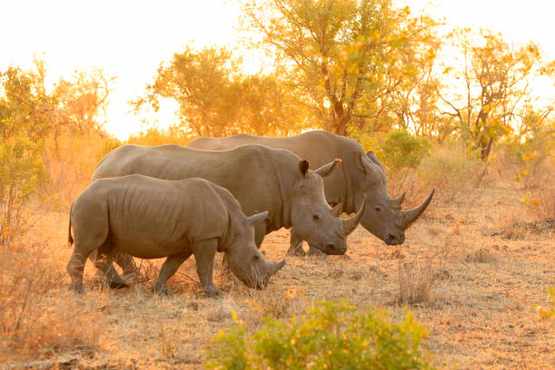 Viaje rhino, gorilas y chimpances 