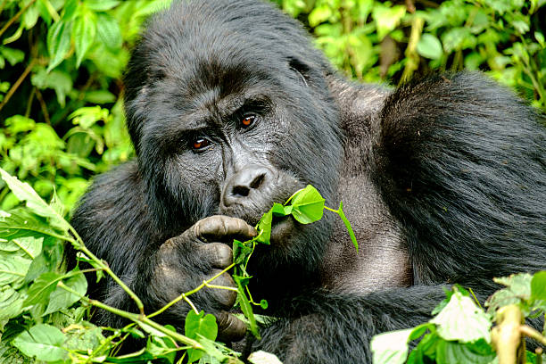 Viaje uganda y ruanda 
