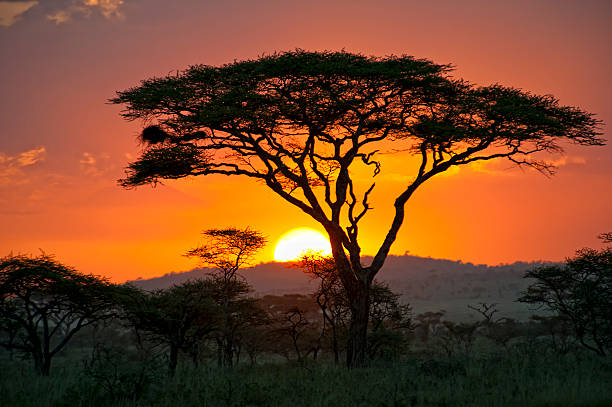 Viaje descubriendo sudafrica (pilanesberg) y cataratas victoria (zambia) 