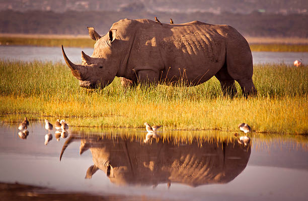 Viaje descubriendo-sudafrica-pilanesberg-y-cataratas-victoria-zimbabwe-con-chobe 