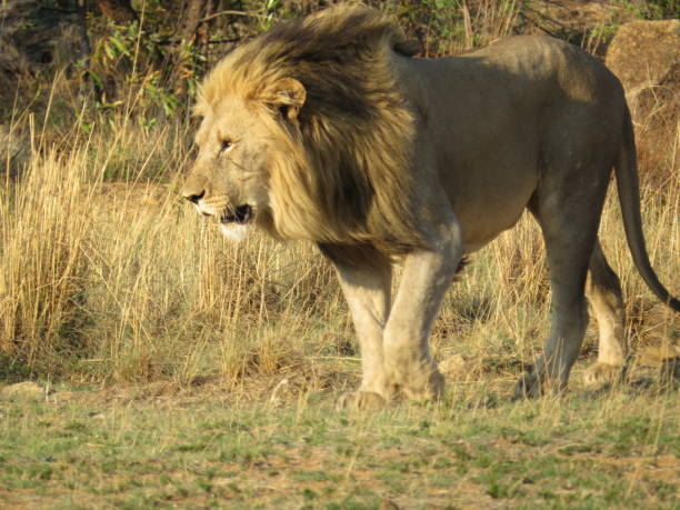 Viaje descubriendo-sudafrica-pilanesberg 
