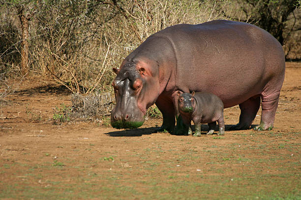 Viaje descubriendo-sudafrica-y-cataratas-victoria-zimbabwe-con-chobe 