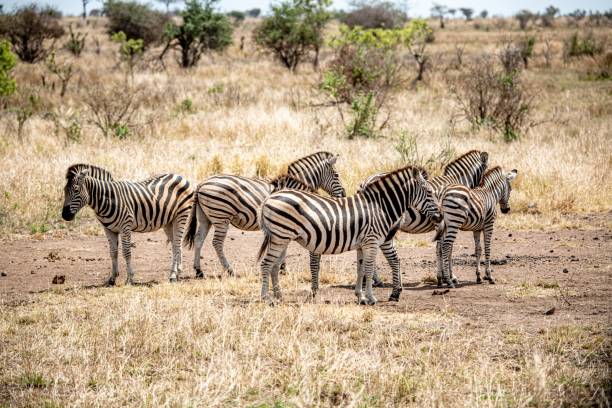 Viaje sudafrica en reserva privada 