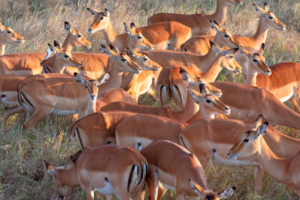 Viaje sudafrica-en-reserva-privada-y-cataratas-victoria-zimbabwe-con-chobe 
