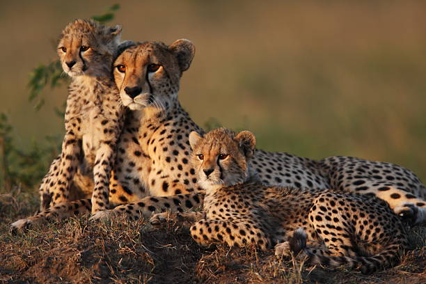Viaje lo mejor de subafrica 