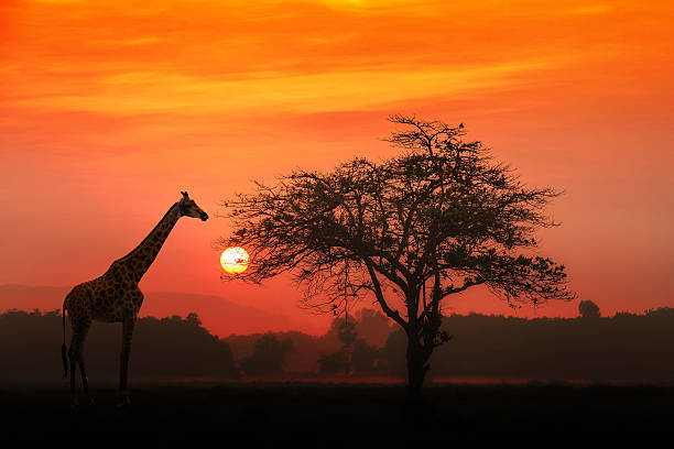 Viaje lo-mejor-de-subafrica-y-cataratas-victoria-zimbabwe-con-chobe 