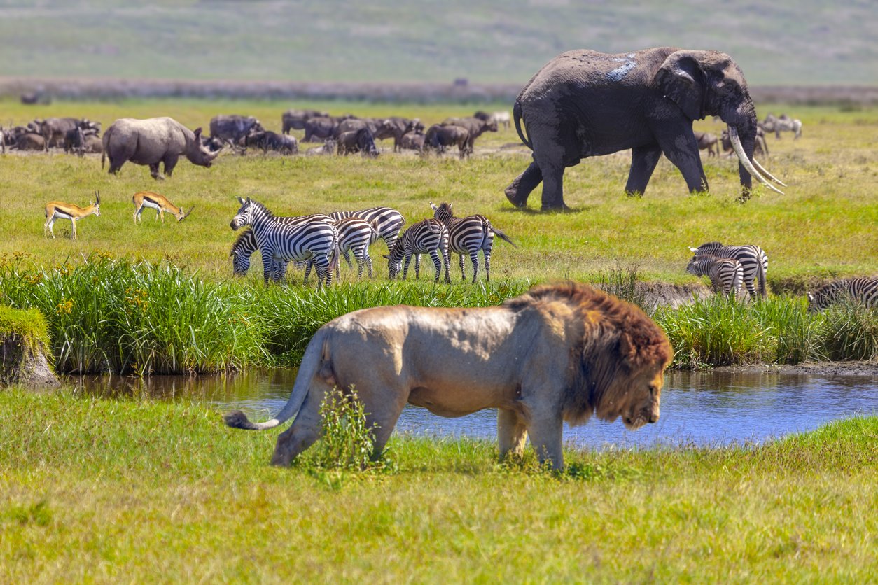 Viaje gran safari desde kenya a tanzania 