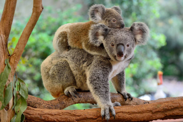 Viaje australia tierras de aborigenes 