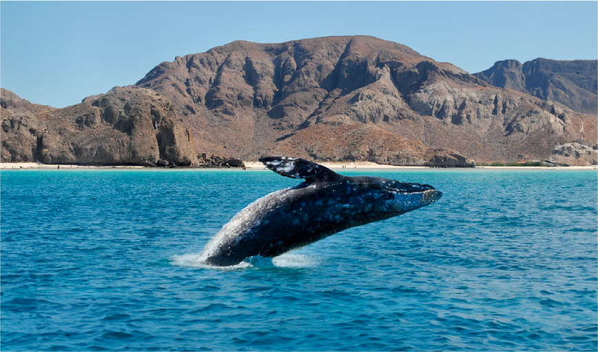 Viaje la paz y ballenas 